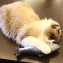 Плюшена играчка за котки, рибка с дължина 20см.