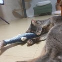Плюшена играчка за котки, рибка с дължина 20см.